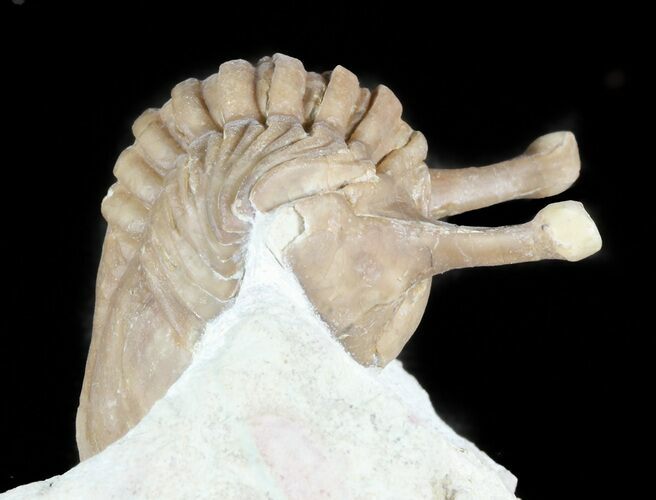 Cute Curled Asaphus Kowalewskii Trilobite With Stalk Eyes #45982